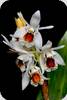 Coelogyne ecarinata x pulchella